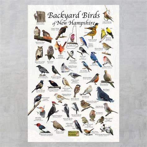 Backyard Birds of New Hampshire Bird Identification Poster