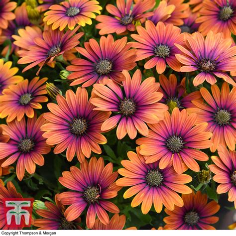 Osteospermum 'Purple Sun' | Thompson & Morgan