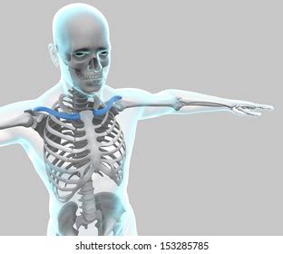 X Ray Human Body Skeleton Clavicle Stock Illustration 153285785 ...