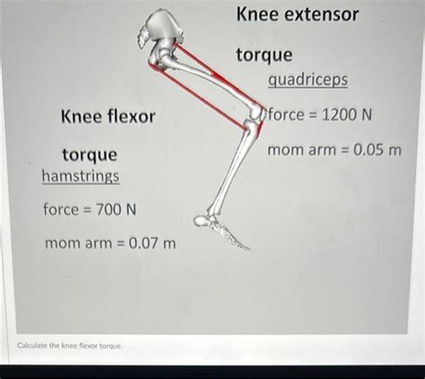 Solved Knee Extensor Torque Quadriceps Knee Flexor Dforce Chegg