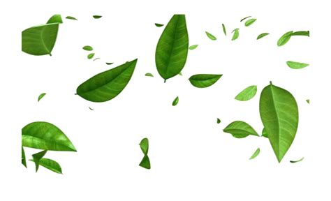 Leaves Png Isolated Photo Png Mart