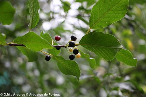 Fraxinus Angustifolia Freixo De Folhas Estreitas Rvores E Arbustos