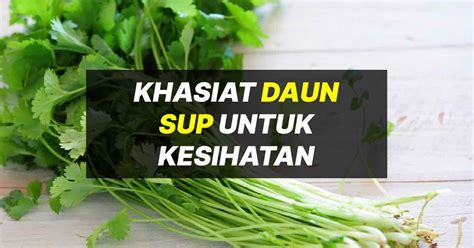 Khasiat Daun Sup Untuk Buah Pinggang