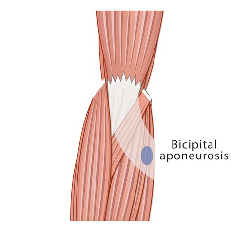 Biceps Brachii (Media) – Human Bio Media