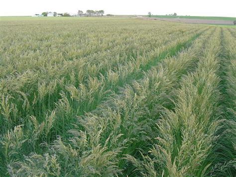 23 Best Montana Native Grasses Images On Pinterest Grasses Montana And Native Plants