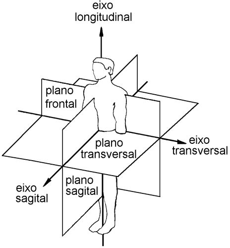 Planos De Secção Anatomia Anatomia Humana