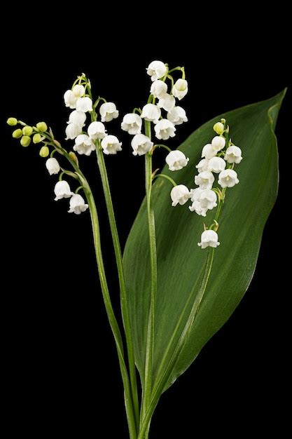 Flor Blanca De Lirio De Los Valles Lat Convallaria Majalis Aislado