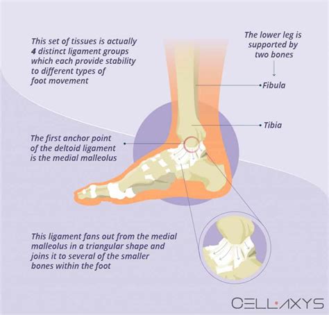 Deltoid Ligament Ankle Injuries Treatment And Diagnosis Cellaxys