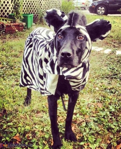 9 best Black lab costumes images on Pinterest | Black labrador, Black ...