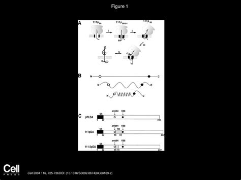 Nascent Membrane and Secretory Proteins Differ in FRET-Detected Folding Far inside the Ribosome ...