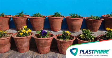 Plantio Em Vaso Plantas Que Gostam De Sol Blog Plastprime