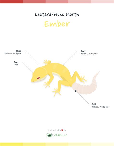 How To Breed Leopard Gecko Morphs Feliks Zeki