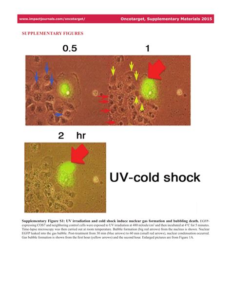 Pdf Uv Irradiationcold Shock Mediated Apoptosis Is Switched To