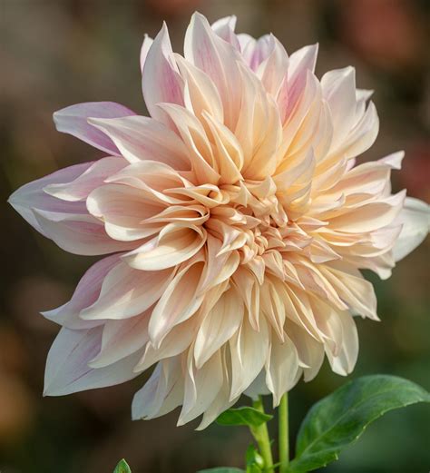 Buy Dahlia Café Au Lait Royal Tubers Sarah Raven