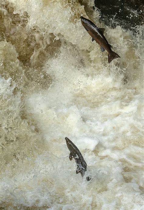 Atlantic Salmon Migrating Stock Image C Science Photo Library