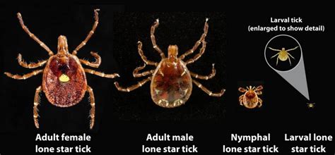 The Lone Star Tick Brings New Dangers To The Northeast Age Management