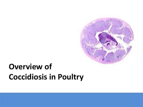 Overview Of Coccidiosis In Poultry