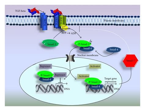 Schematic Illustration Tgf Beta Signaling Pathway Tgf Beta Ligand Download Scientific Diagram