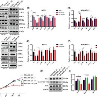 Cb Inhibited The Pi K Akt Pathway Ac Western Blot Analysis Of