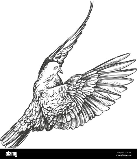 How To Draw A Realistic Bird Flying Step By Step