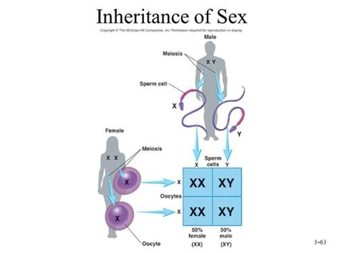 Sex And Gender Diversity Flashcards Quizlet