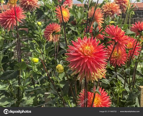 English Country Cottage Garden Flowers Stately Home — Stock Photo ...