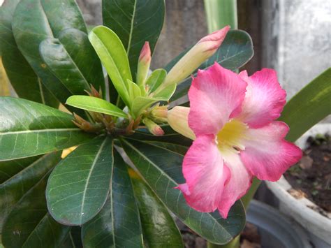 Fotos Gratis Naturaleza Flor Planta Terrestre Pétalo Planta