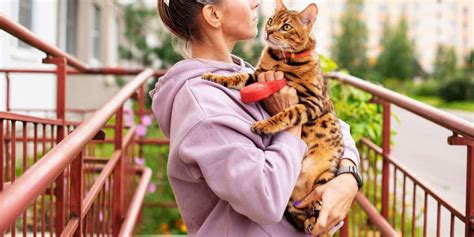 Pourquoi Les Chats Aiment Ils Tre En Hauteur Pet Yolo