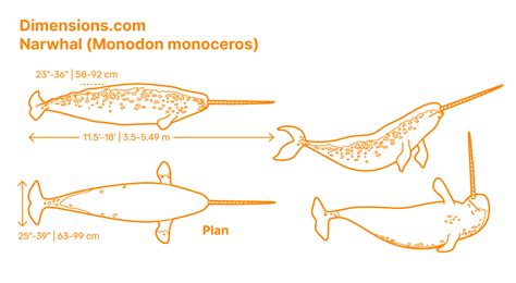 Narwhal Anatomy