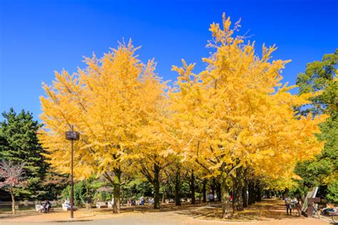 東京の紅葉名所19選！都会の真ん中で燃えるような紅葉を楽しもう！