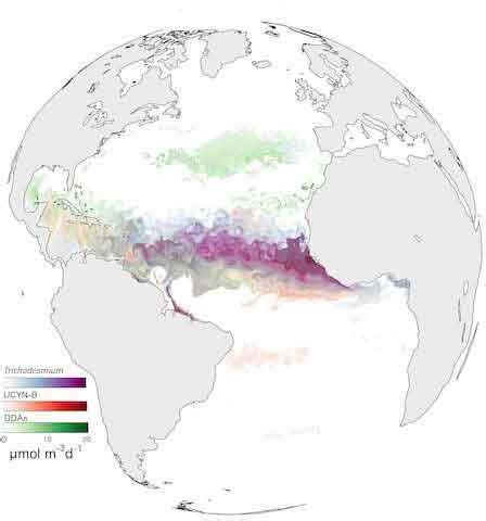 Diazotrophs’ Role in Digital Modeling the Ocean - algaeplanet.com