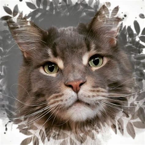 Gray Maine Coon Cats Youll Love Mainecoon Org