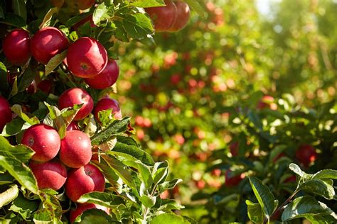 Best Apple Orchards In West Virginia Local Farms