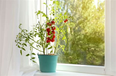 How To Grow Tomatoes Indoors Martha Stewart