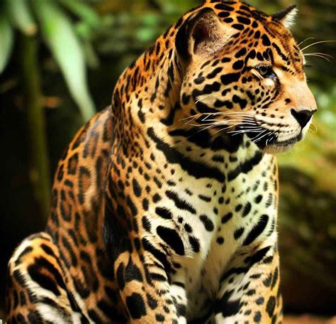 9 Adaptation Of Jaguar In Tropical Rainforest