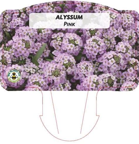 Alyssum Pink - Hortipak e-Store