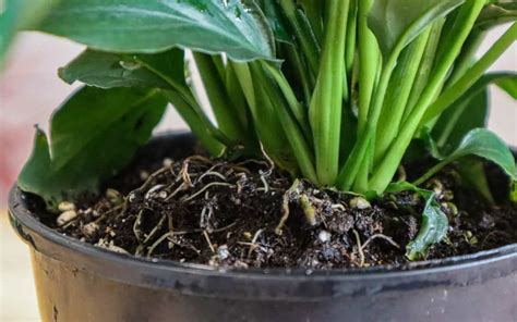 How To Repot A Peace Lily (& 5 Signs You Need To)