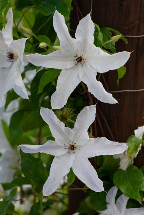 Clematis Andbeautiful Brideandpbr El Clematis Andbeautiful Brideand Climber