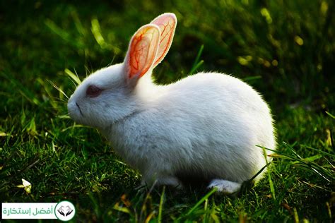 Dreams About Rabbit in Islam: Meaning, Interpretation & … | Best Istikhara