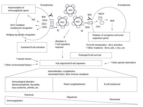 Proposed Pathogenesis Of Hepatitis C Virus Related Immunogenic And