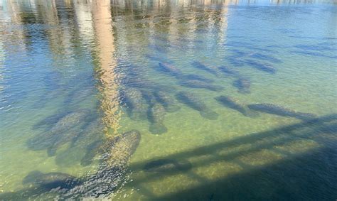 Witness manatees up close at Tampa Electric’s free viewing center ...