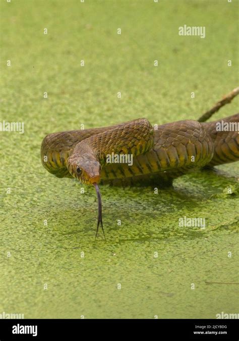 Indian Rat snake (Ptyas mucosa Stock Photo - Alamy