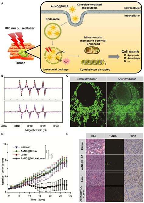 Frontiers Reactive Oxygen Species Based Nanomaterials For Cancer Therapy