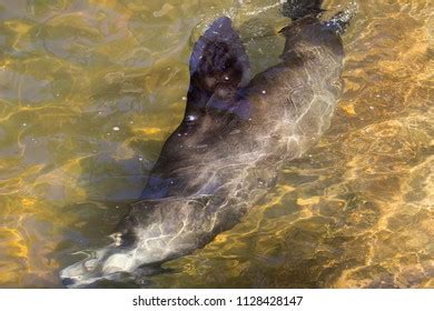 Seal Swimming Underwater Stock Photo 1128428147 | Shutterstock