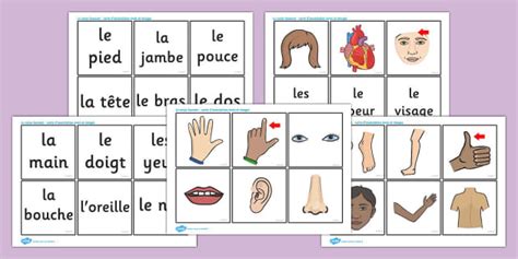 Le Corps Humain Carte D Association Mots Et Images