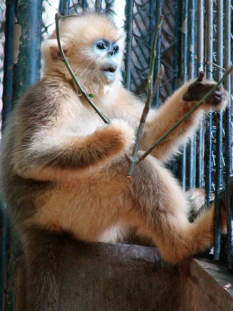 Golden Snub Nosed Monkey Rhinopithecus Roxellana Young Zoochat