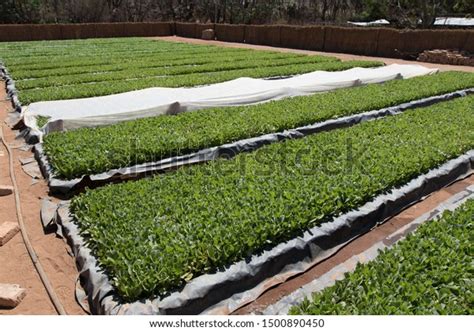 Tobacco Seedling Images Stock Photos Vectors Shutterstock