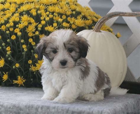 Precious - Havachon Puppy For Sale in Pennsylvania