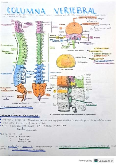 Solution Morfologia De La Columna Vertebral Netter Image Studypool