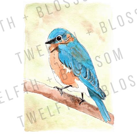 Eastern Bluebird Watercolor Painting Print Bluebird Painting Etsy